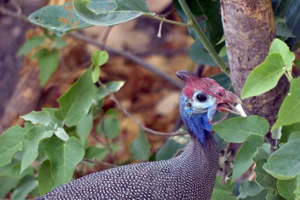 Closeup of a helmeted Guineafowl.