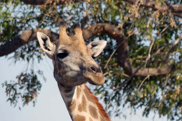 Closeup of a Giraffe. 