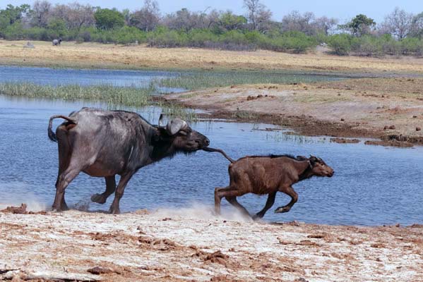 An African water buffalo chasing a calf to the water's edge.