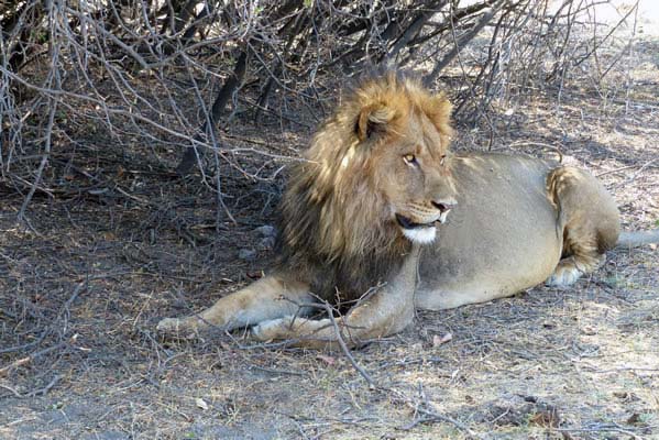 Lion lying on the ground around the brambles.