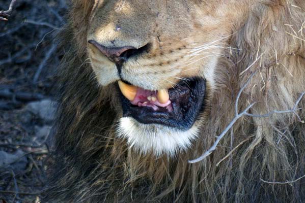 Closeup of a lion's mouth with giant teeth.