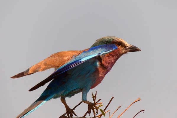 Lilac-breasted roller at rest on a branch.