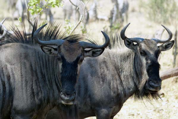 Two wildebeests on the savanna.