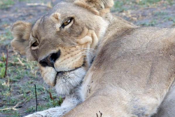 Lion laying down.