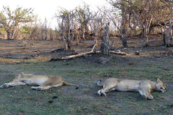 Sleeping lions viewed while on safari.