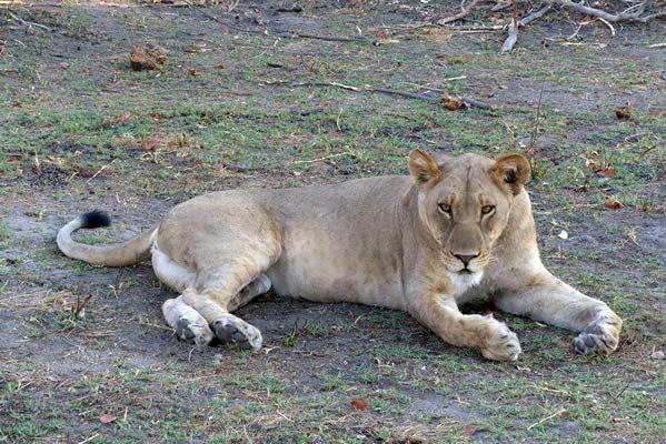 Beautiful lioness laying down.