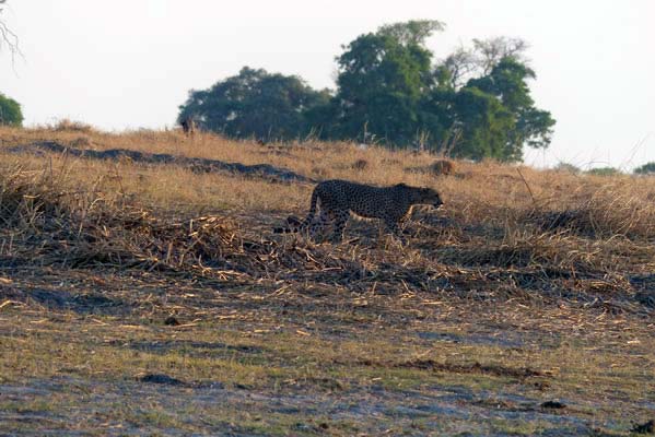 Cheetah on the hunt with trees and grasses all around.