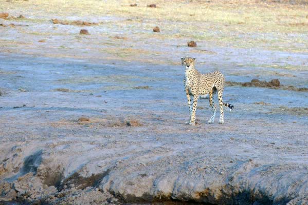 Cheetah on the open plain at Savuti Camp.