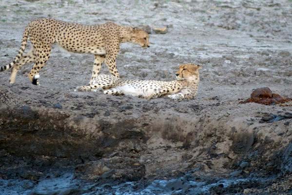 Two cheetahs next to the river.