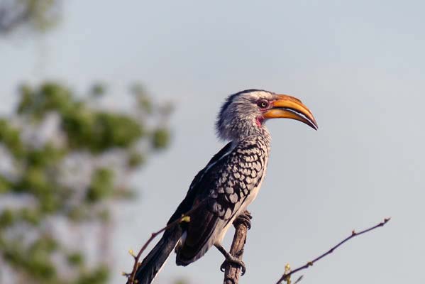 Southern Yellow-billed Hornbill.