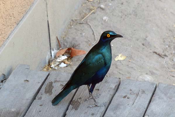 A Cape Starling with bright, golden eyes.