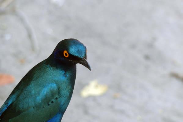 Closeup of a Cape Starling.