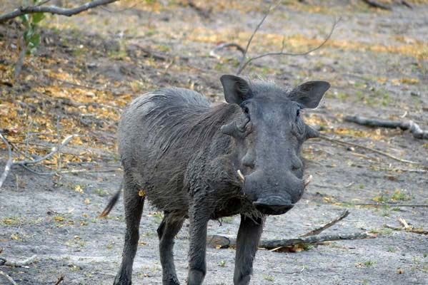 A tusked common Warthog.