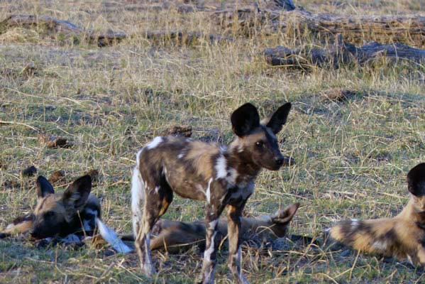 A pack of African wild dogs.