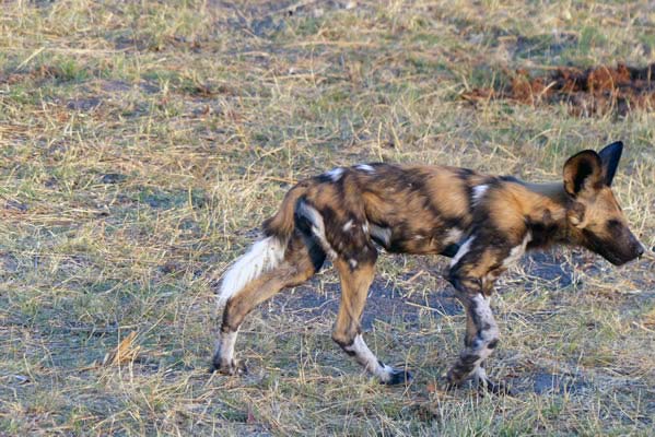 Single African wild dog.