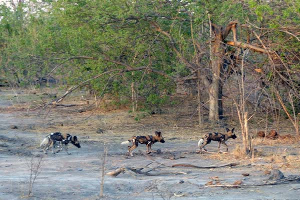 Three African wild dogs on the hunt between the thickets and grasses.