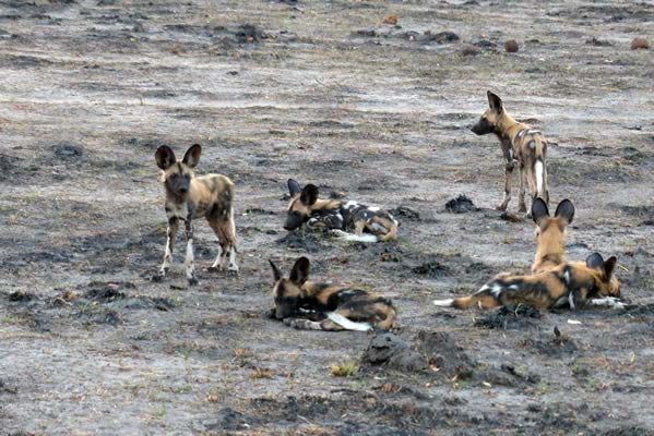 A pack of six wild dogs gathered together on the dirt.