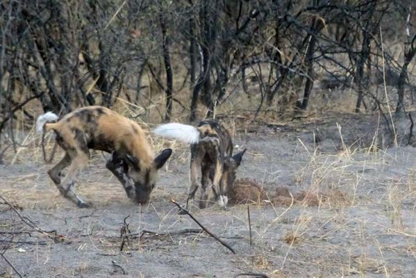 Two wild dogs in the wilderness with dry thickets around them.