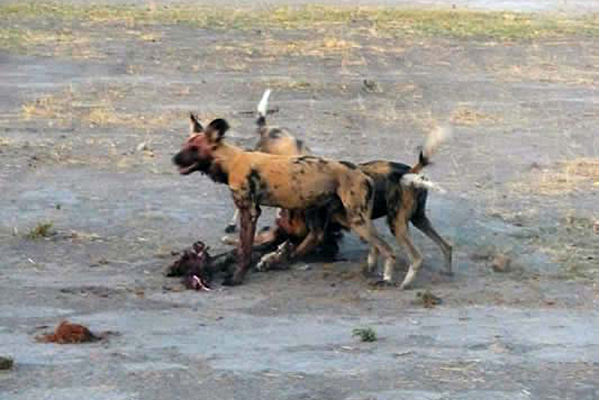 Three wild dogs dining on a small animal.