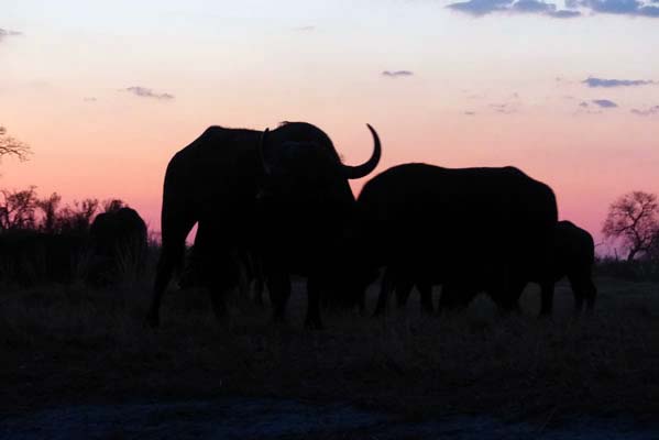 A silhouette of African elephants at sunrise. 