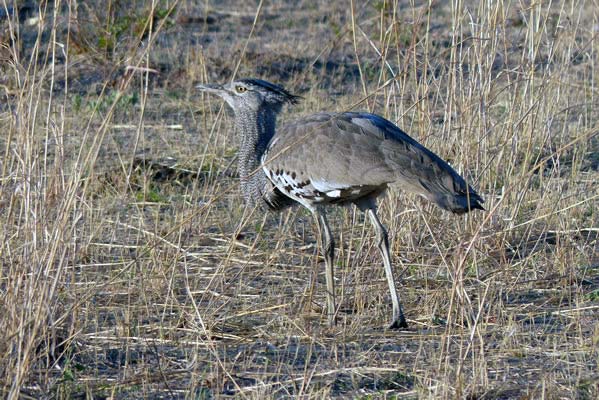 Kori Bustard walking on the Savanna grasslands.