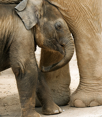 Photo Katie Hollamby, Pexels.com. 2 Brown Elephants on Brown Sand
						