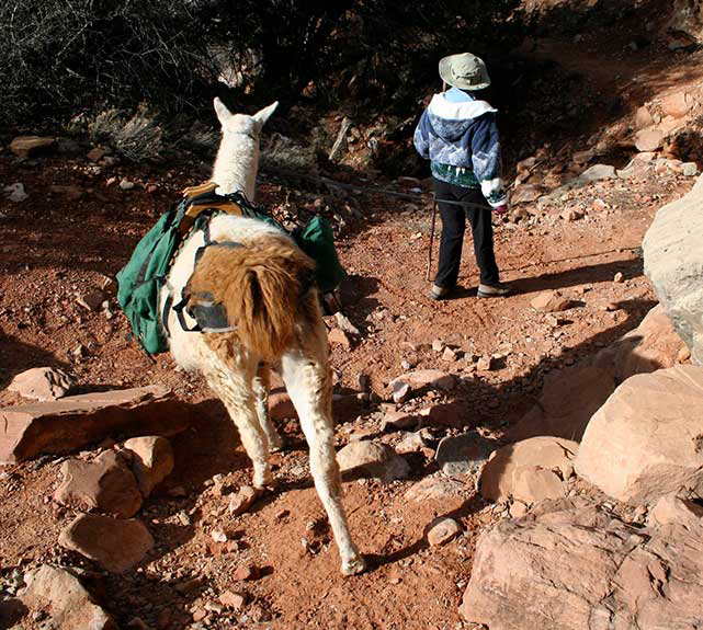 Hiking Down Fossil Creek Trail with Llamas