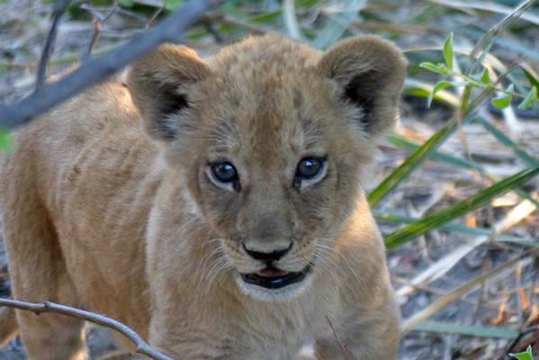 A wide-eyed lion cub.