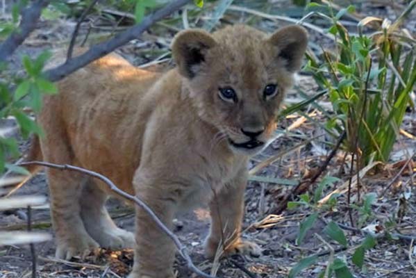 A tiny lion cub.