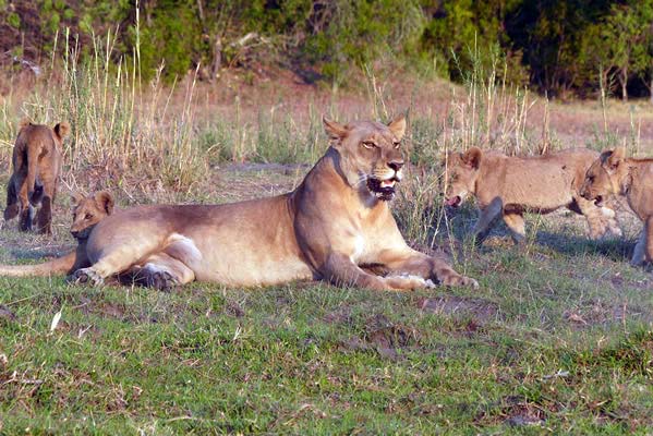 A pride of lions resting on the savanna grass.