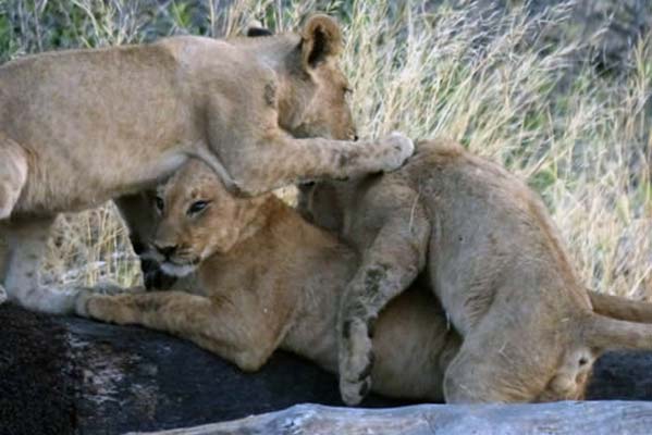 Baby lion cubs playing.