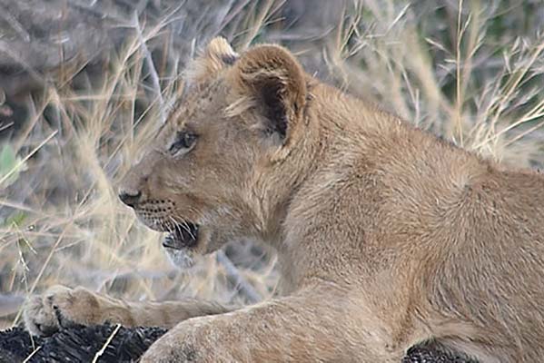 A lion cub laying on the grasses near Safari Camp.