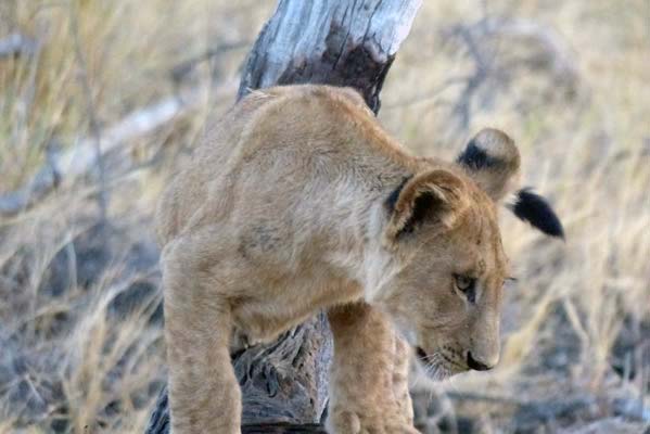 A lion cub playing in the grass.