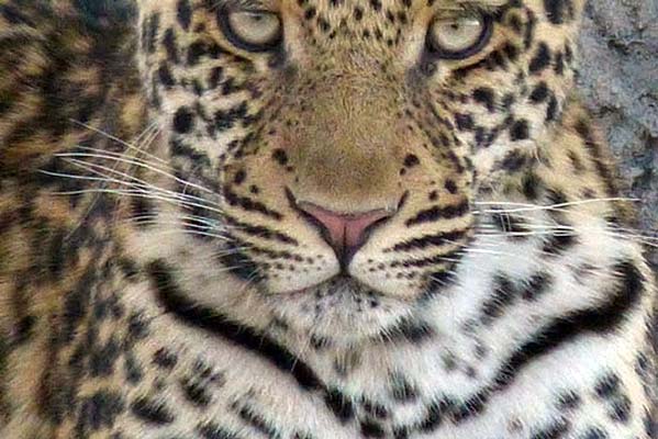 A large African leopard portrait.