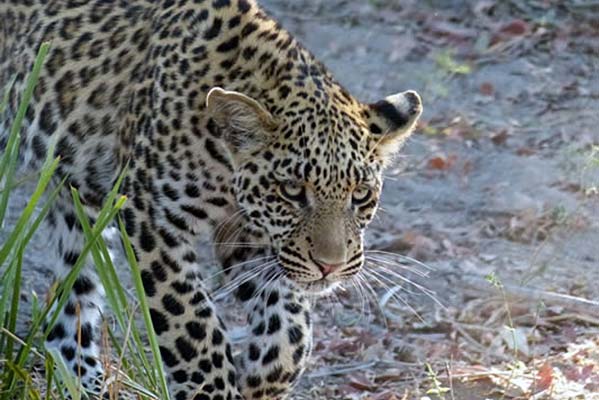 An African leopard on the hunt near Tubu Tree Camp.