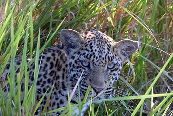 A cheetah gazing out from the grass.