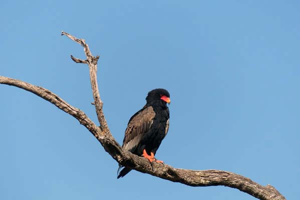 A Bateleur eagle perched on a branch.