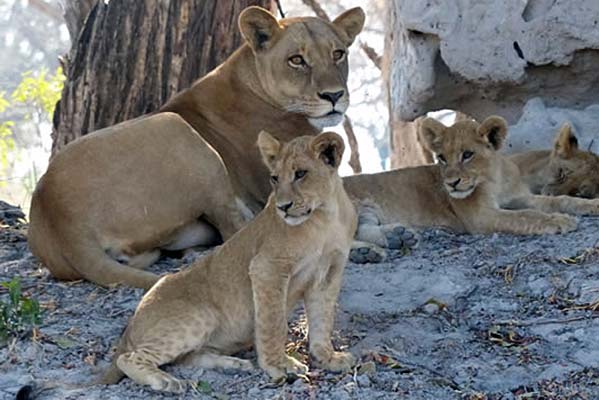 A family of lions, with the matriarch watching over her two babies. 