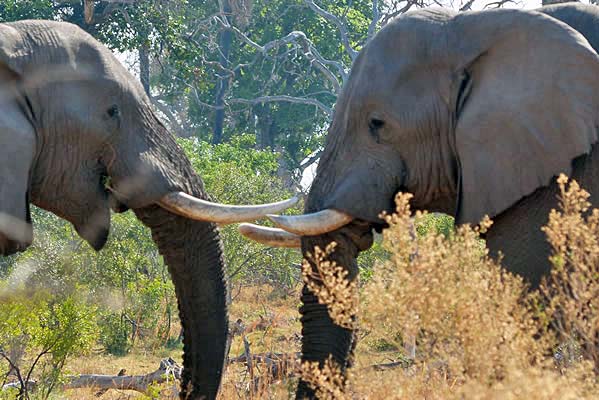 Two African elephants in a stand-off.