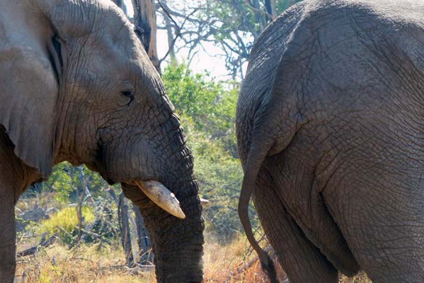 The head and tail of an African elephant.