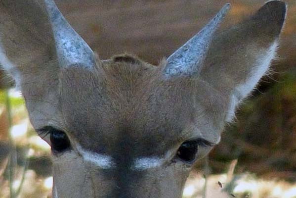 A closeup of a Kudo-an African deer.