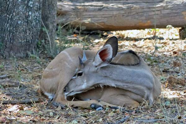 A fawn resting on the ground. 