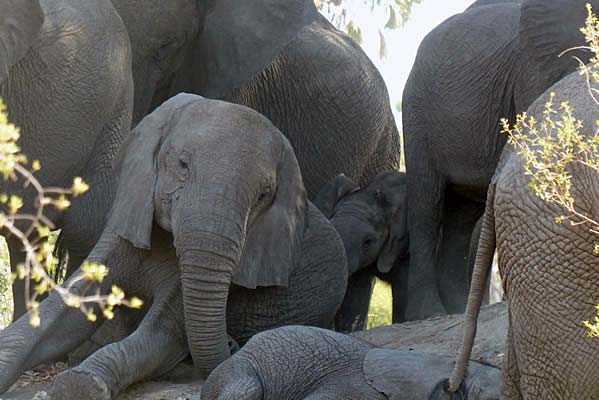 A pride of elephants with a calf.