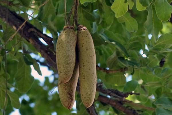 The fruit of an African Sausage tree.