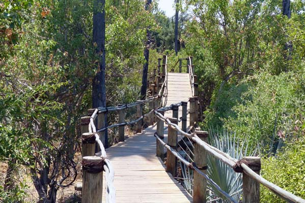 The wooden planked walkway at Tubu Tree Camp.