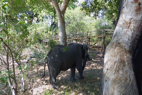 An elephant calf wandering near Tubu Tree camp.