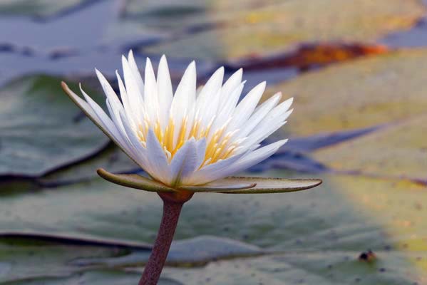 A white spiked flower with a bright yellow center, a Nymphaea.