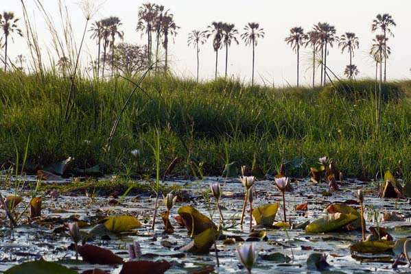 Tubu Tree Safari camp wetlands with African lilies popping up.