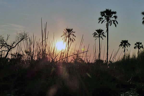 Sunrise at Tubu Tree Camp with African palm trees silhouetted.