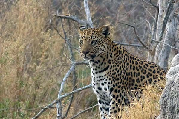 A strong, handsome African leopard in the wild, surrounded by trees and grassland.